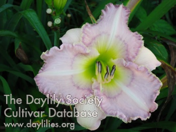 Daylily Seeds of Hope